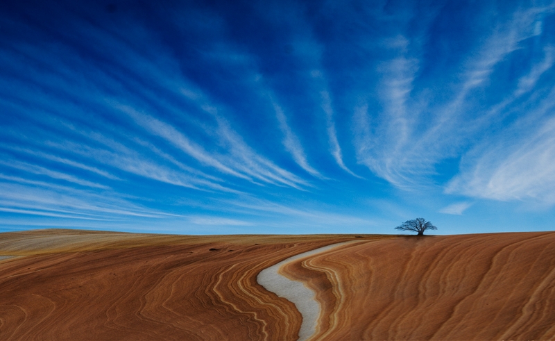 404 - LONELY TREE - CHIAN TSUN-HSIUNG - taiwan.jpg
